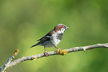 Close-up photograph captures a male House Sparrow - Passer domesticus perched calmly on a branch in breeding plumage. Photo from Dobrudja in Bulgaria.