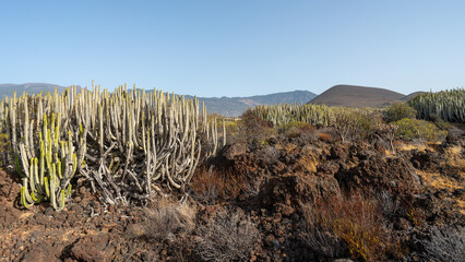 Sukulenty, rośliny na polach lawowych Malpa&iacute;s de Guimar Teneryfa