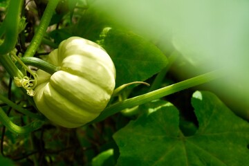 Close-up of a large, fresh pumpkin growing on the vine surrounded by lush green leaves in a garden setting. The image highlights the pumpkin's vibrant natural growth.
