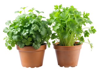 Fototapeta premium Two pots of fresh green parsley herb plants isolated on transparent background