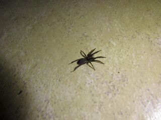 A small black spider on the floor of a house at night