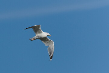 European herring gull (Larus argentatus) in flight against blue sky.