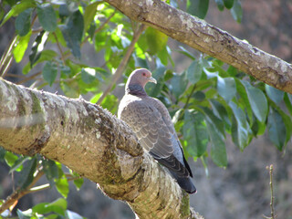 A beautiful white winged dove perched in a tree on a beautiful morning