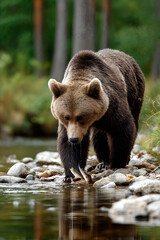 Obraz premium Wild grizzly bear hunting salmon in pristine mountain river scenery for nature and wildlife concepts