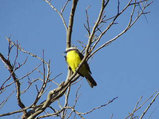 A little bentivizinho (Myiozetetes similis) high up in a dry tree