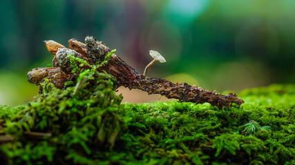 moss on the tree