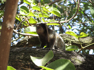 A little star monkey in a tree looking for something