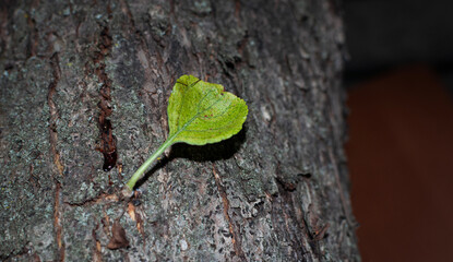 Green Leaf on Tree Bark Close-Up