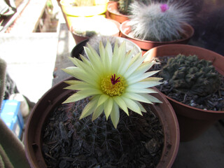 A beautiful yellow flower of a small cactus in a cactus garden
