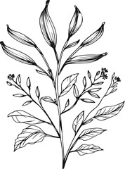 Fototapeta premium Simple line art of cardamom plant, hand drawn ink strokes, pods, leaves, and flowers, vector set for spice and herbal products