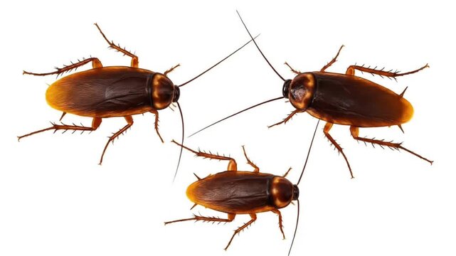 Three cockroaches on a clean white background. The image illustrates insects, pests, infestation, and the concept of dirtiness, unhygienic environment, and contamination