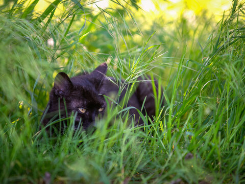 black cat hiding in the tall grass - Powered by Adobe