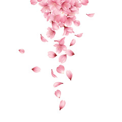 Delicate pink cherry blossom petals falling gently in the spring air, creating a beautiful and soft natural pattern, isolated on transparent background