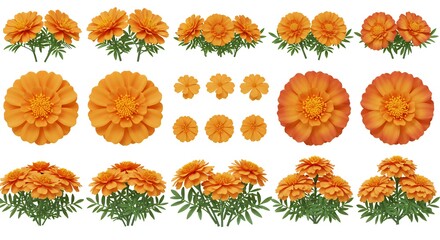 Orange marigold flower collection illustrations