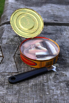 Stockholm, Sweden. 08-23-2025. Sour herring with opened tin. Very smelly fermented fish called surstr&ouml;mming in Swedish. Eat outside.
