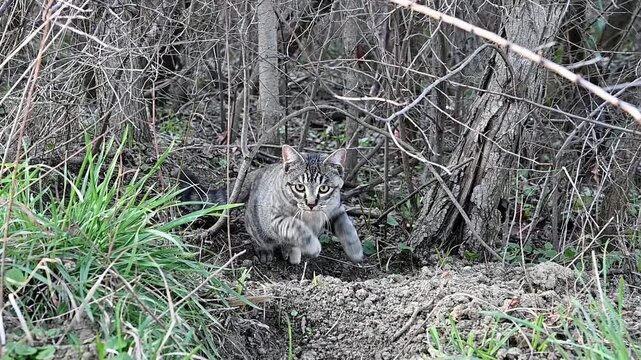 Slow motion feline shot. A tabby cat sprinting to the side.