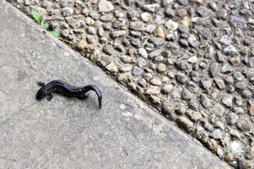A close up of a black baby lizard on the ground