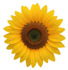 Blooming sunflower close-up, field background, summer, nature, greeting card
