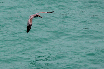 Caribbean Scene with Pelican flying Over Water