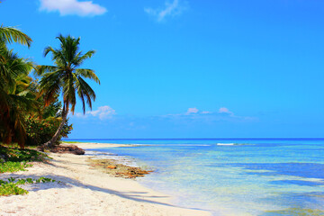 Palm Tree on the Mexican Coast in the Caribbean