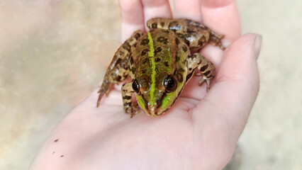 Close-up of a small green frog sitting on a human hand. Concept of wildlife, amphibians and human interaction with nature