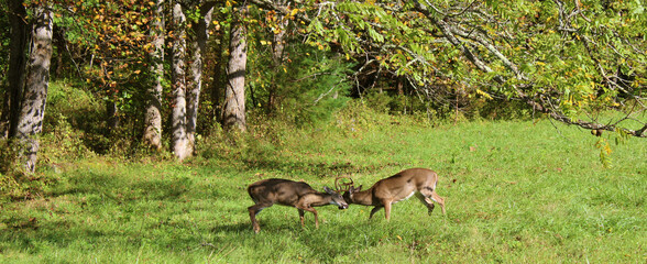 Male Deer Jousting