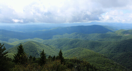 Trees in the Blue Ridge Mountains