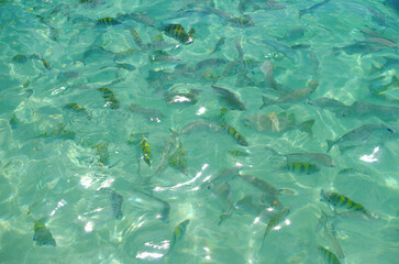 Colorful Fish in Roatan, Honduras