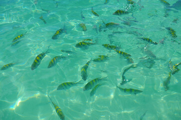 Colorful Fish in Roatan, Honduras