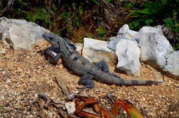 Close Up of Iguana in Mexico