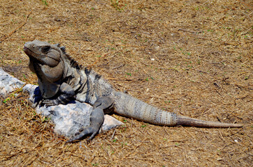 Close Up of Iguana in Mexico