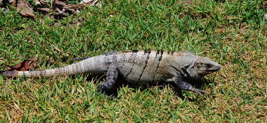 Close Up of Iguana in Mexico