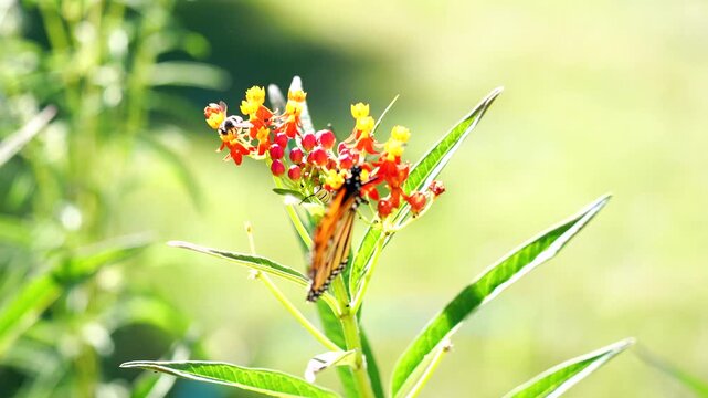 a monarch butterfly happens to land on a tropical milkweed where a monarch caterpillar was already feeding