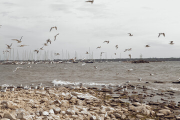 seagulls on the beach