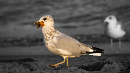two seagulls on the beach