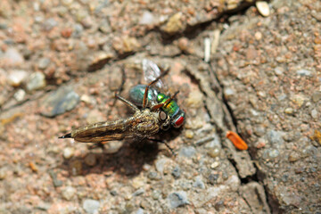 Common robber fly sucking a gold fly