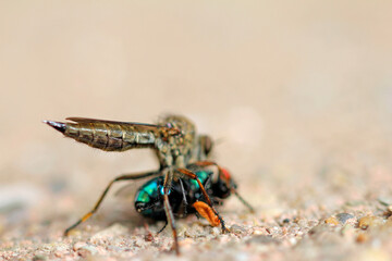 Common robber fly sucking a gold fly