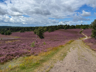 Stunning view of blooming heath with pink purple heather flowers in famous nature reserve park...