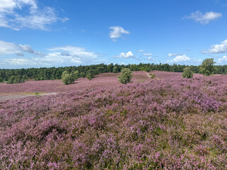 Stunning view of blooming heath with pink purple heather flowers in famous nature reserve park...