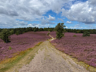 Stunning view of blooming heath with pink purple heather flowers in famous nature reserve park...