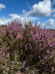Stunning view of blooming heath with pink purple heather flowers in famous nature reserve park...