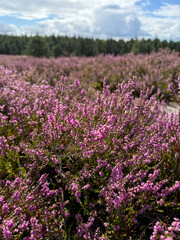 Stunning view of blooming heath with pink purple heather flowers in famous nature reserve park...