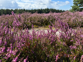 Fototapeta premium Stunning view of blooming heath with pink purple heather flowers in famous nature reserve park Lueneburger Heide in North Germany