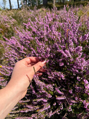 Stunning view of blooming heath with pink purple heather flowers and female hand close up in famous...