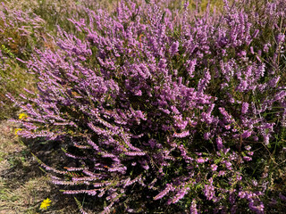 Stunning view of blooming heath with pink purple heather flowers in famous nature reserve park...