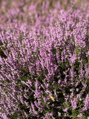 Stunning view of blooming heath with pink purple heather flowers in famous nature reserve park...