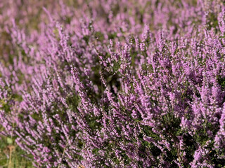 Fototapeta premium Stunning view of blooming heath with pink purple heather flowers in famous nature reserve park Lueneburger Heide in North Germany