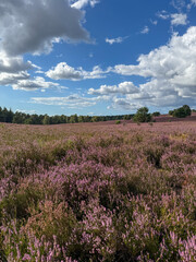 Stunning view of blooming heath with pink purple heather flowers in famous nature reserve park...
