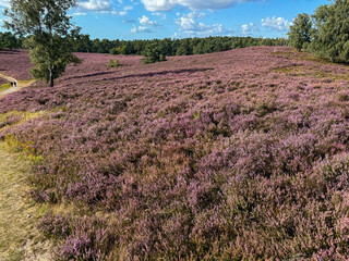 Stunning view of blooming heath with pink purple heather flowers in famous nature reserve park...