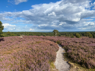 Stunning view of blooming heath with pink purple heather flowers in famous nature reserve park...